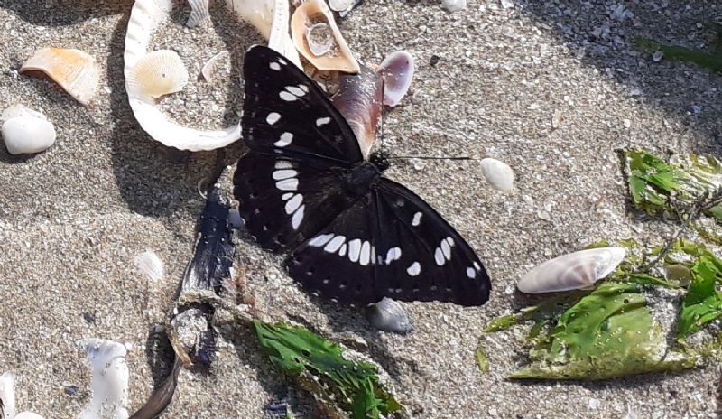 Limenitis reducta? S